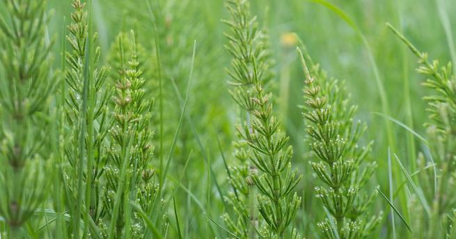 Полският хвощ е многогодишно тревисто растение което е широкоразпространено в