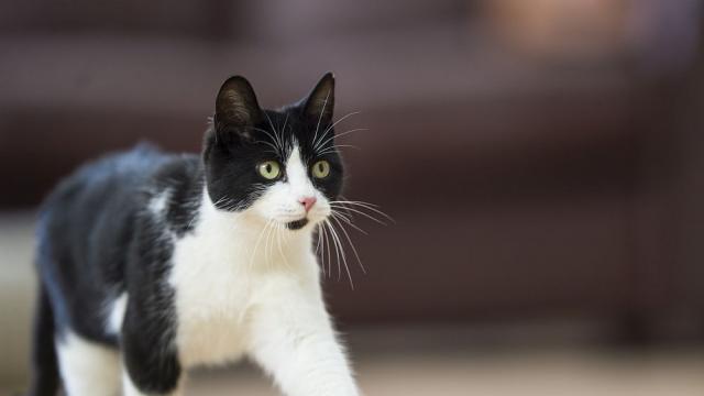 Коте с котенце на муцунката трогна интернет (СНИМКИ/ВИДЕО)