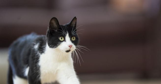 Симпатично бездомно котенце с необичаен мустак стана хит в интернет