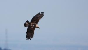 Спасиха екземпляр от вида скален орел   Aquila chrysaetos Птицата е транспортирана