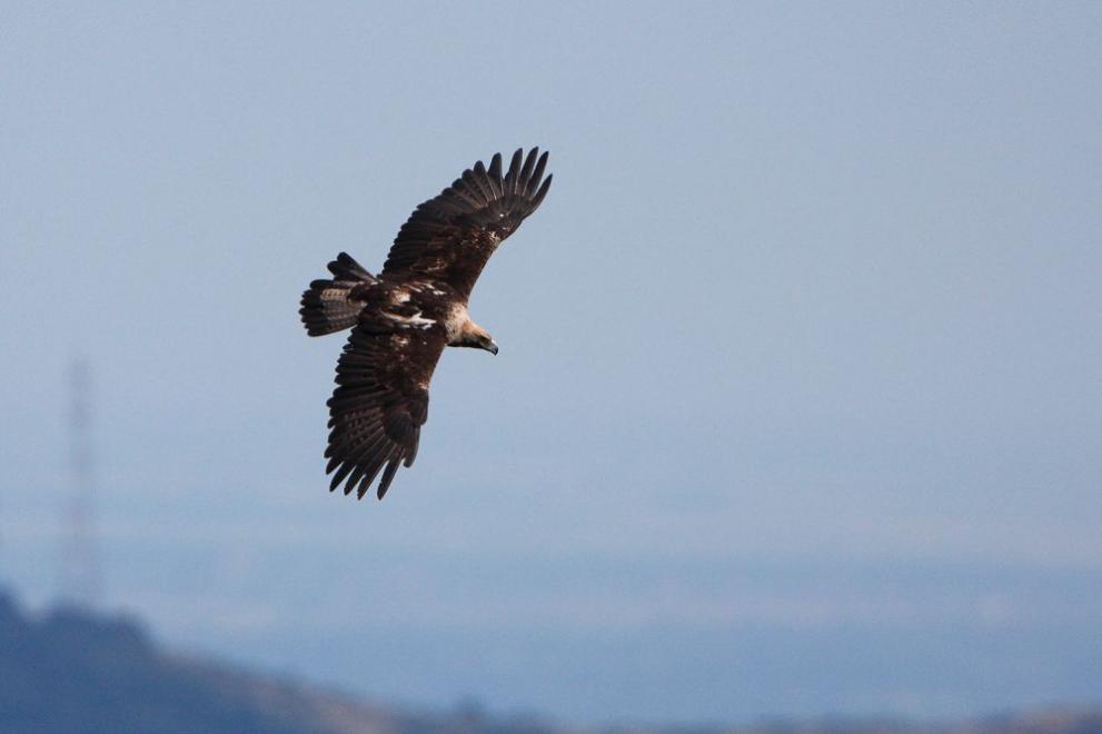 Спасиха екземпляр от вида скален орел“ (Aquila chrysaetos). Птицата е транспортирана