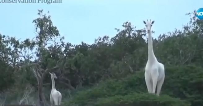 Свят Бракониери убиха уникални бели жирафи в Кения Костите на