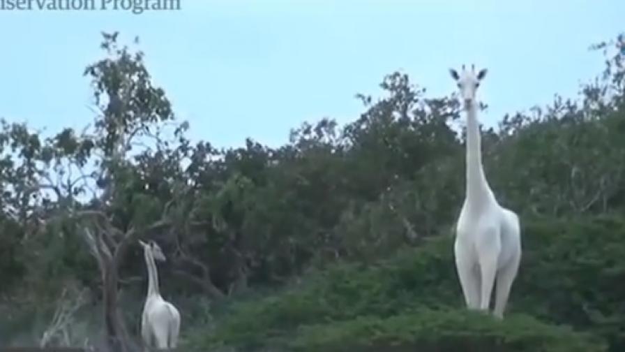 Бракониери убиха уникални бели жирафи в Кения