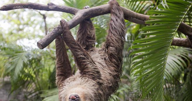 Палеонтолози откриха в Еквадор гигантски ленивец живял преди повече от