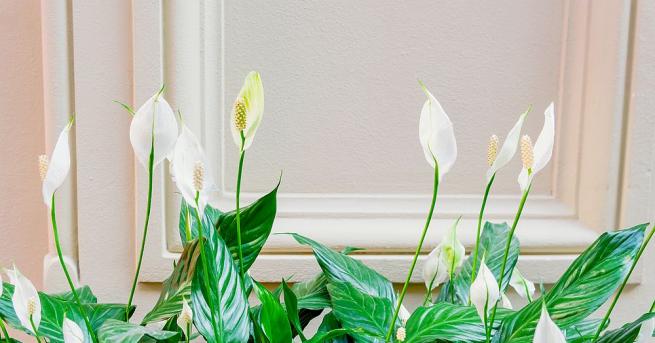 Някои стайни растения освен че красят дома ни и ни