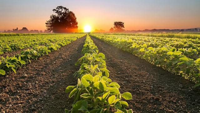 Защо почвената покривка на Земята е кафява? (ВИДЕО)