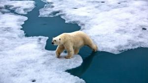 Полярна мечка нападна къмпинг на остров в норвежкия архипелаг Свалбард