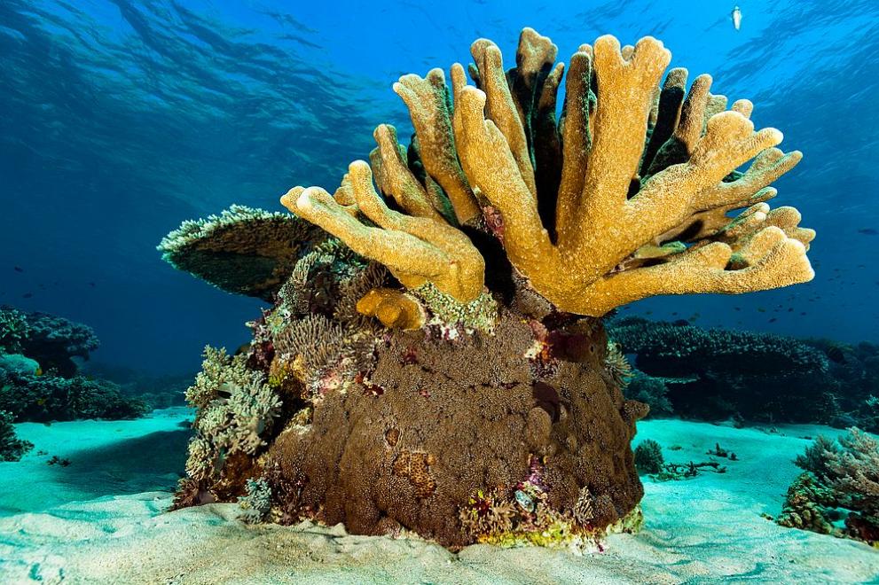  морско дъно 