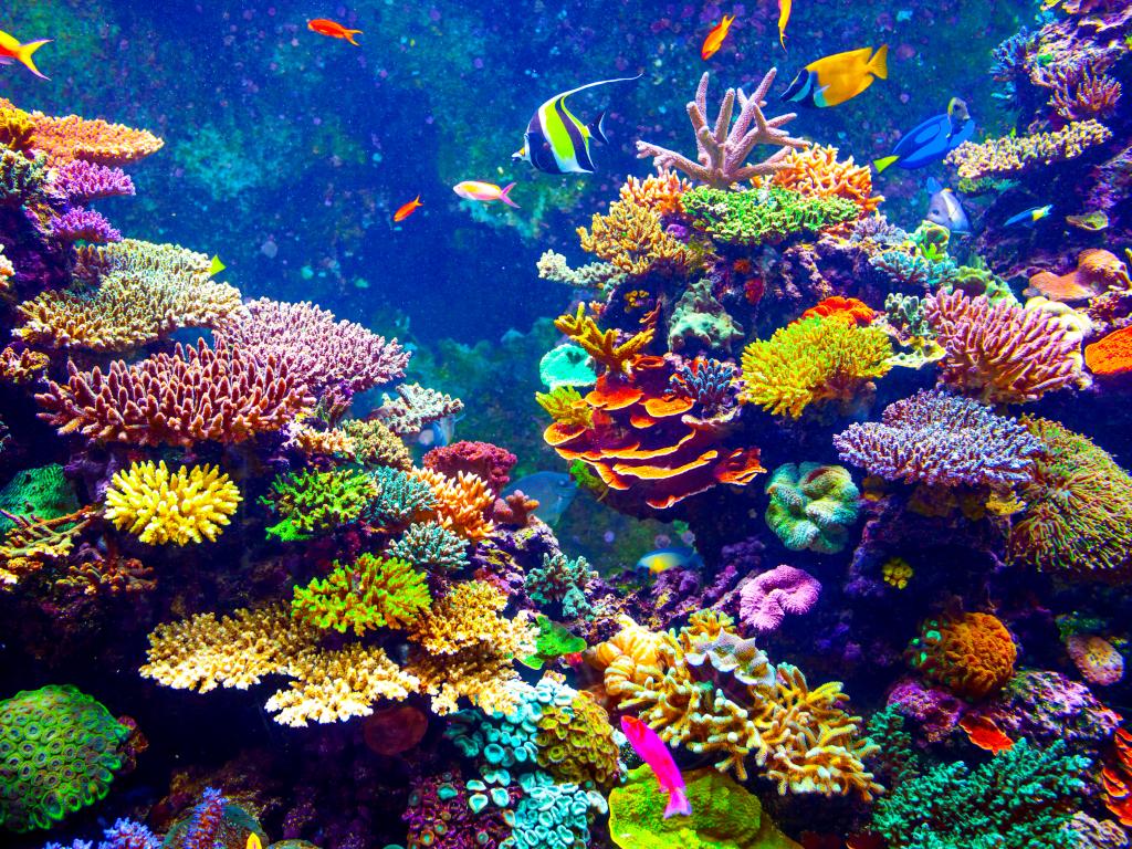 Затоплящите се океански води застрашават голяма част от кораловите рифове