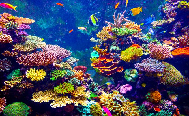  Защо загивaт кораловите рифове 
