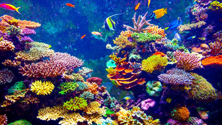 Защо загивaт кораловите рифове
