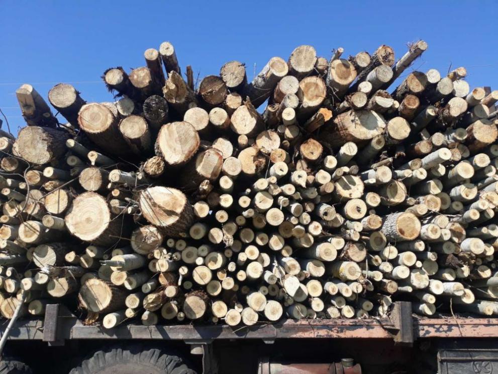 Снимка: Горското стопанство в Търговище е продало над 17 000 кубика дърва за огрев