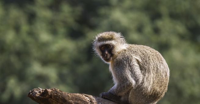 Бъдещето на приматите е мрачно като горите които обитават и