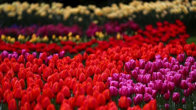 Цветно и вдъхновяващо: Магията на лалетата в Холандия (ГАЛЕРИЯ)