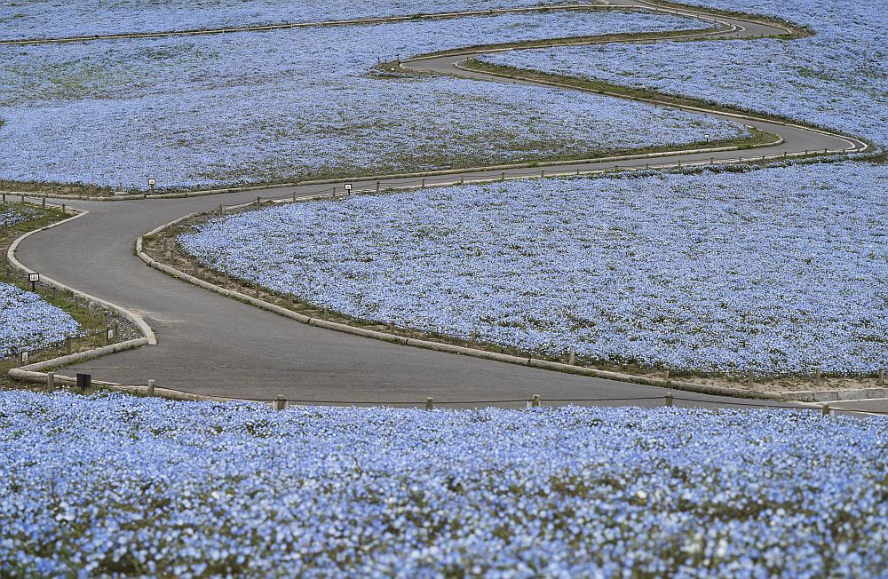 цветя Япония немофилия