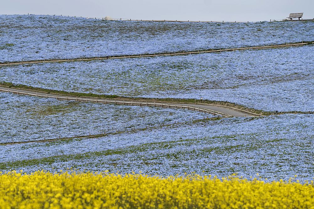 цветя Япония немофилия