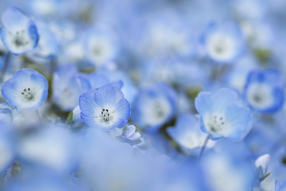 цветя Япония немофилия