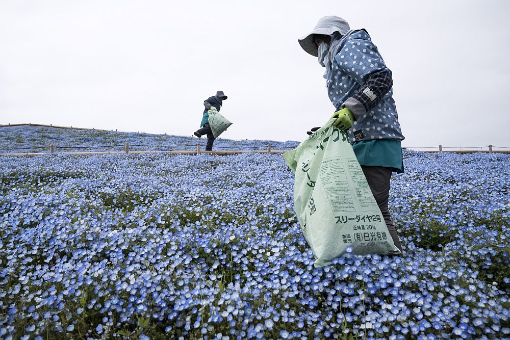 цветя Япония немофилия