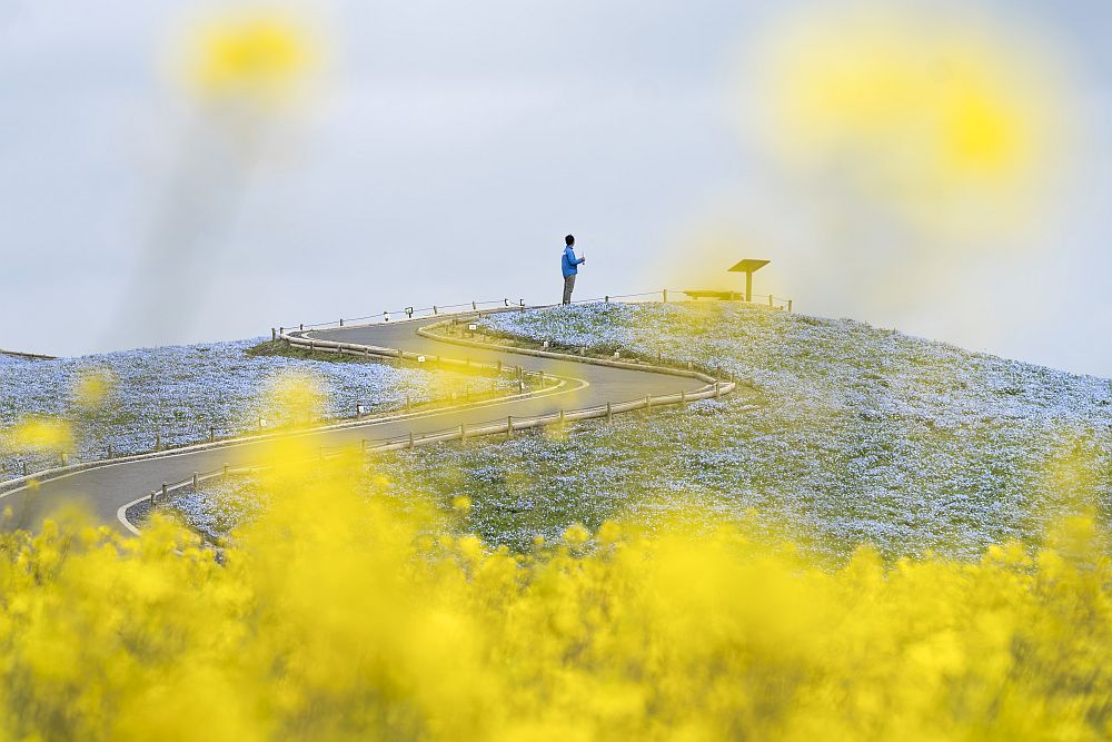 цветя Япония немофилия