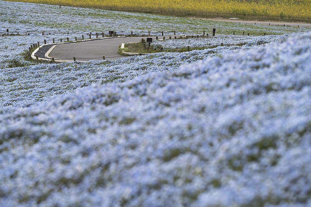 цветя Япония немофилия