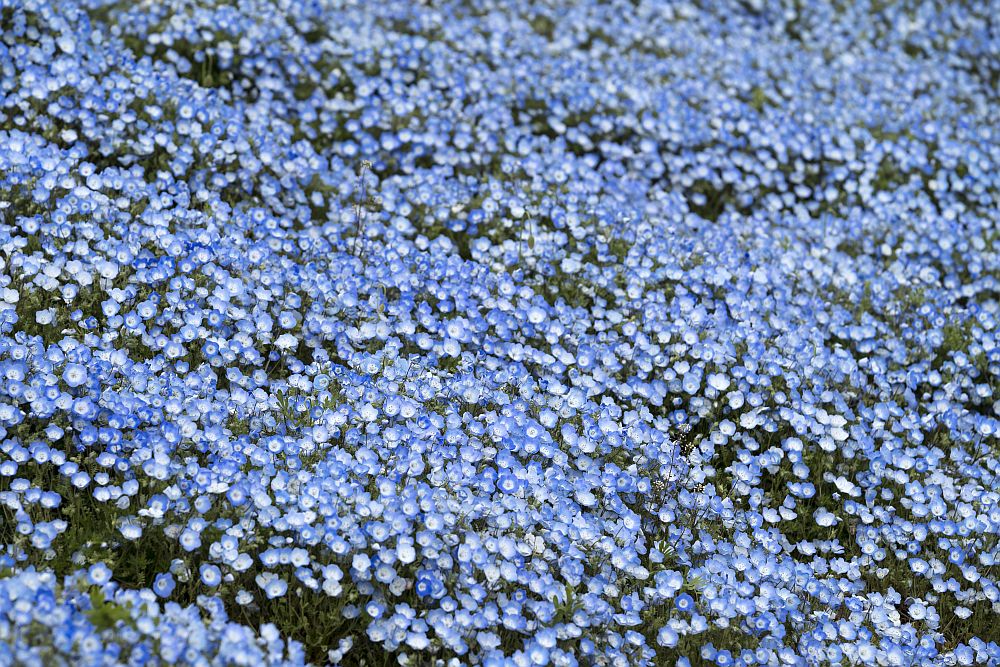 цветя Япония немофилия