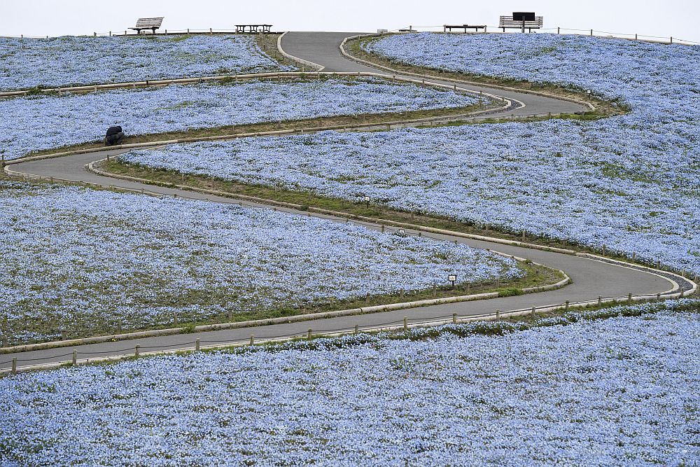 цветя Япония немофилия