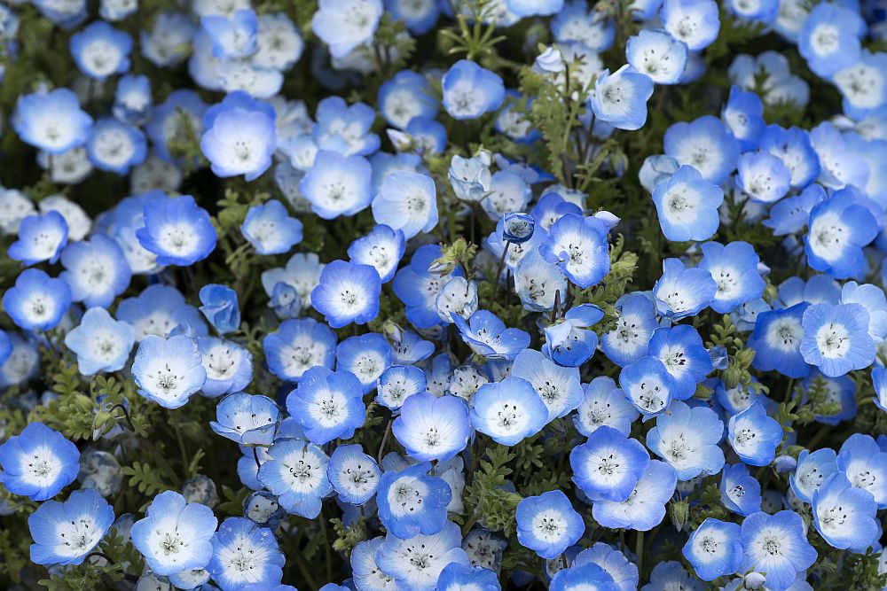 цветя Япония немофилия