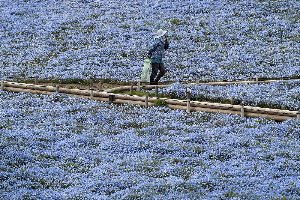 цветя Япония немофилия