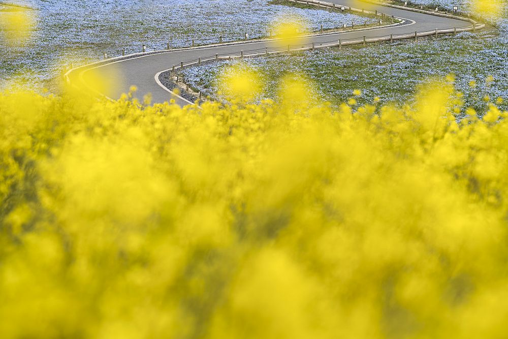 цветя Япония немофилия