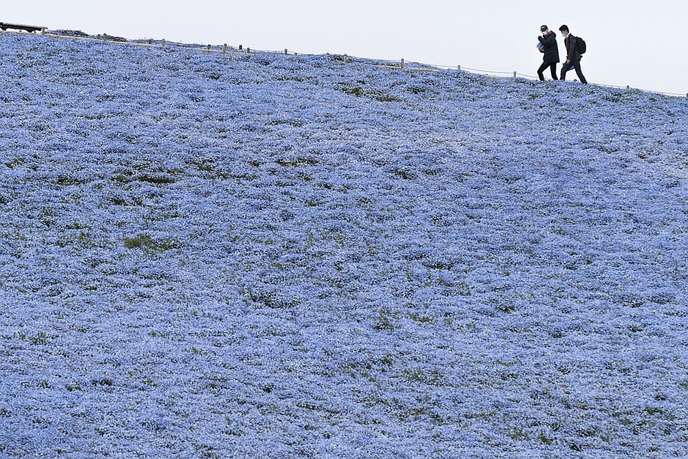 цветя Япония немофилия