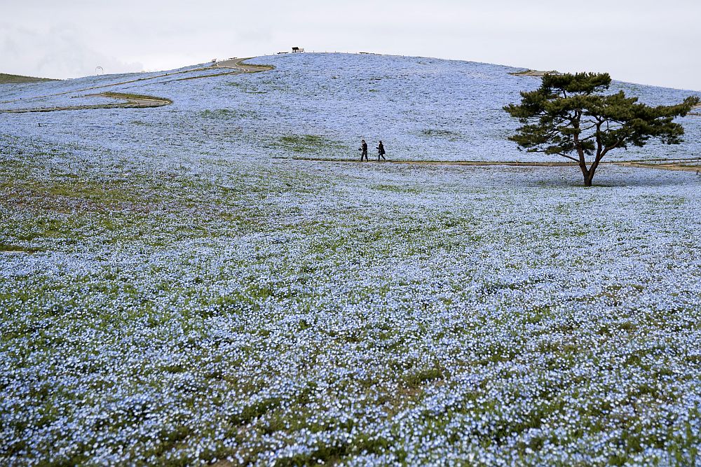 цветя Япония немофилия