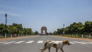 кучета пандемия