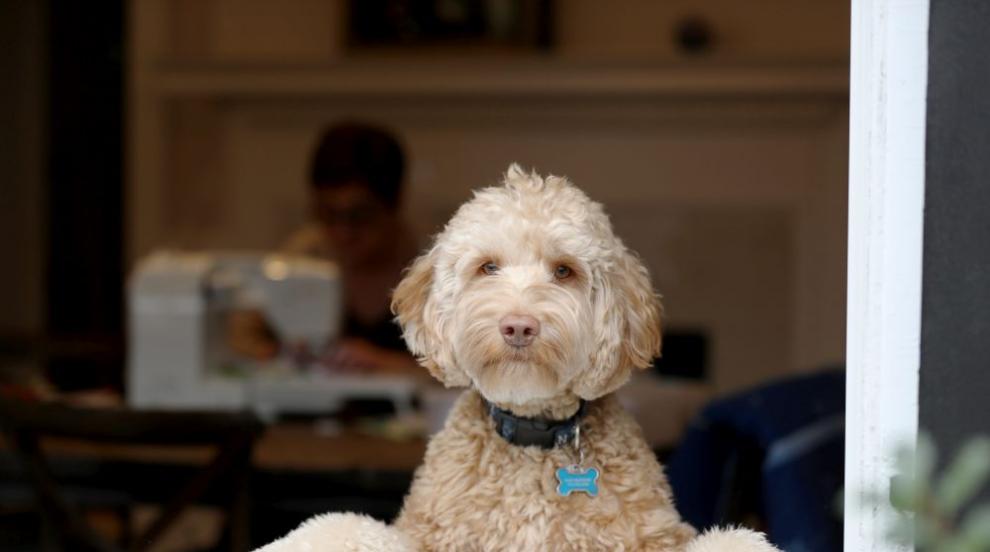 Кучешки живот, но по време на пандемия (СНИМКИ)