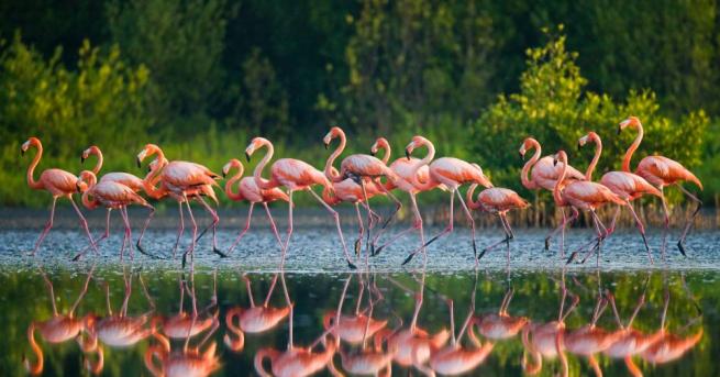Всяка година стотици фламинга идват в индийския град Нави Мумбай.
