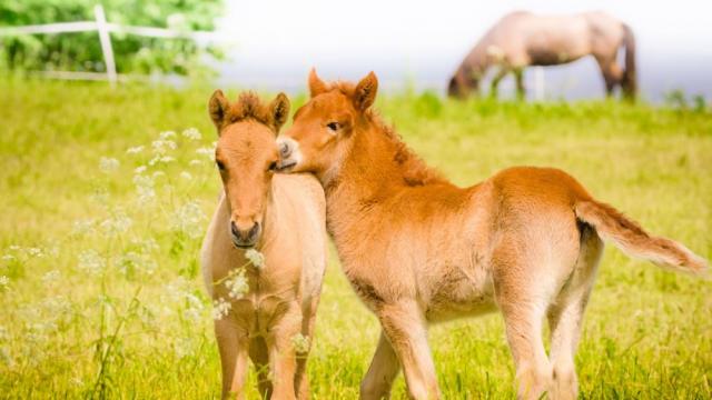 Бебе пони, родено в зоопарка в Ухан, носи името 