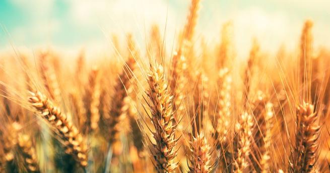 Русия прекратява износа на зърно до 1 юли 2020 година