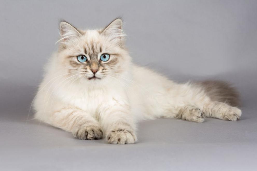  сибирска котка 
