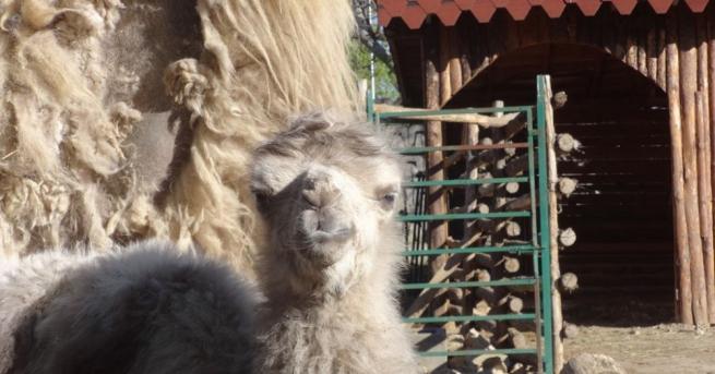За първи път в Зоопарк Варна се роди бяло двугърбо камилче