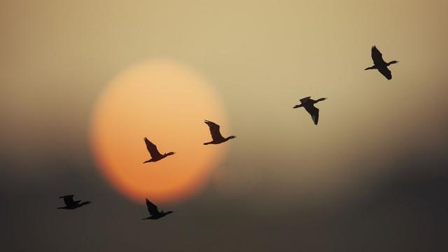 Птиците могат да изключват вродения си навигационен GPS 