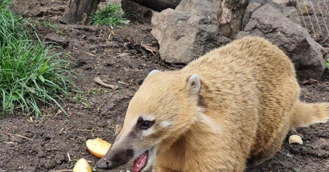 Стопаните на Зоопарк Бургас семейство Дъбови съобщиха за нови