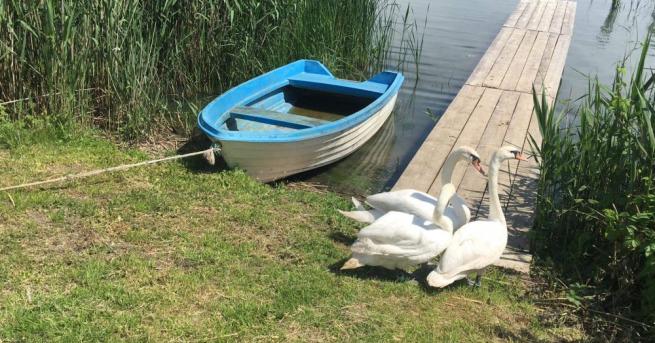 Три лебеда бяха приютени в езерото Вая край Бургас Птиците