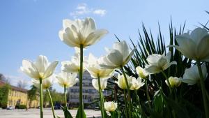 Габрово цветя