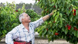 Черешовата реколта в Кюстендилско е пред провал поради липса на