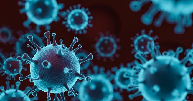 Група учени от Китай и Австралия откриха у прилепи коронавируса