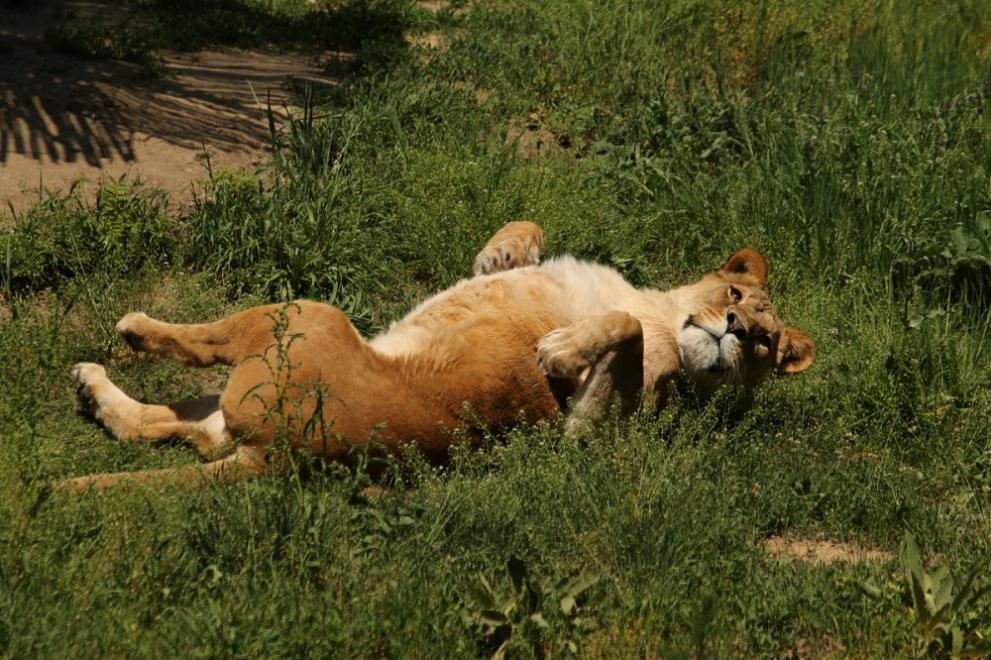 зоологическа градина София 
