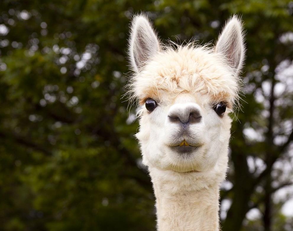 Бебе алпака проплака в зоопарка в Бургас. Това съобщиха оттам