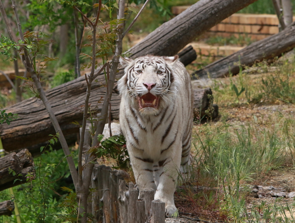 <p>Два бели бенгалски тигъра пристигнаха в Софийския зоопарк на 27 януари 2020г. от зоопарка Гиор в Унгария.</p>