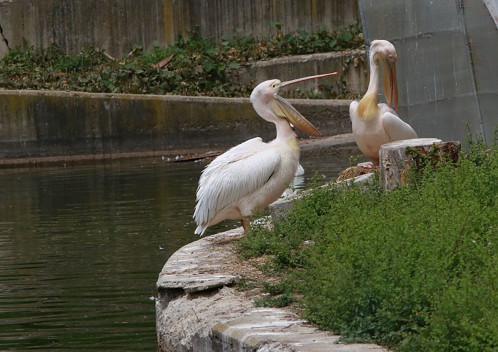 Вече има кой да се възхищава на животните в столичния зоопарк