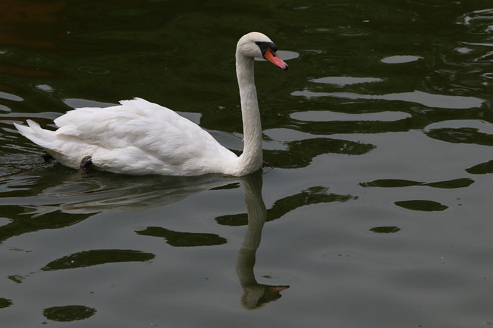 Вече има кой да се възхищава на животните в столичния зоопарк
