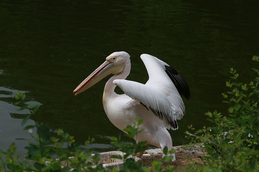 Вече има кой да се възхищава на животните в столичния зоопарк
